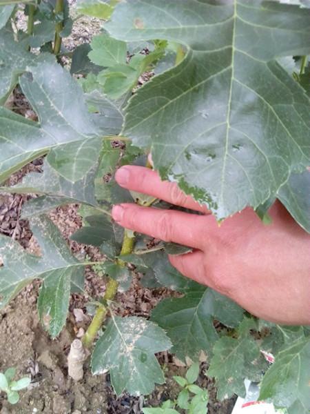 供應(yīng)泰安山楂苗價(jià)格，山楂苗