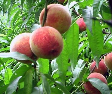 供應(yīng)紫血桃