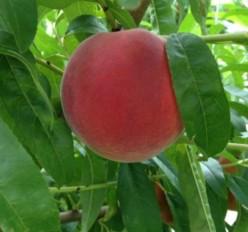 供應(yīng)血桃苗