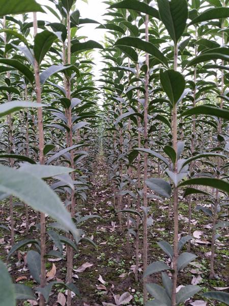 供應(yīng)四川2米分枝長柄金桂條苗-2米分枝長柄金桂條苗價格