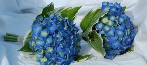 供應(yīng)荷蘭繡球花進(jìn)口報(bào)關(guān)鮮花報(bào)關(guān)公司