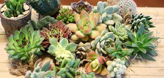 供應(yīng)韓國多肉植物如何進(jìn)口在上海報(bào)關(guān)