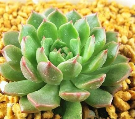 金枝玉葉進(jìn)口報(bào)關(guān)多肉植物代理公司圖片