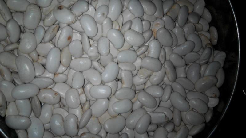 供應白蕓豆，白蕓豆批發(fā)，白蕓豆產(chǎn)地直銷，白蕓豆價格，成都白蕓豆批發(fā)