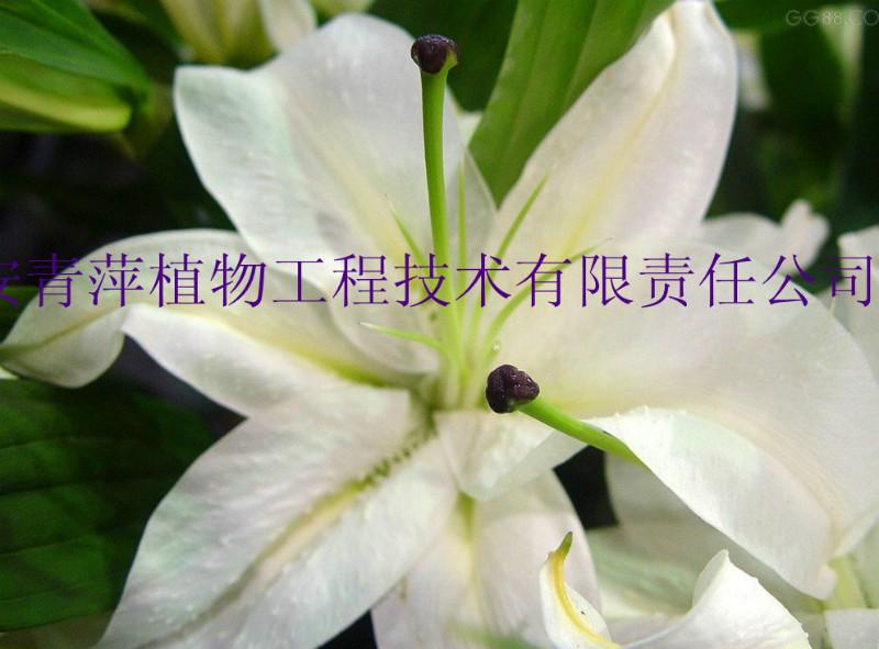 百合提取物101歡迎采購(gòu)圖片