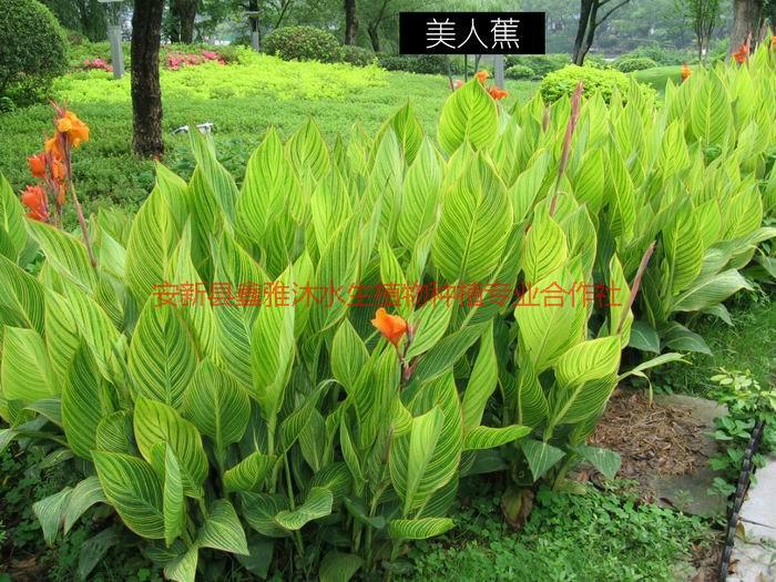 供應(yīng)河南美人蕉種苗，美人蕉種植技術(shù)，美人蕉種植方法