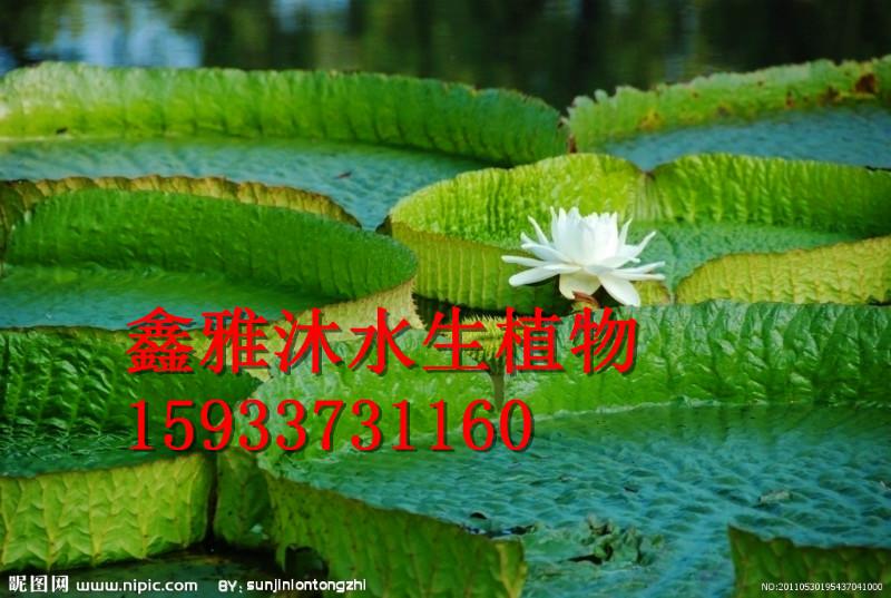 供應(yīng)王蓮種苗廠家