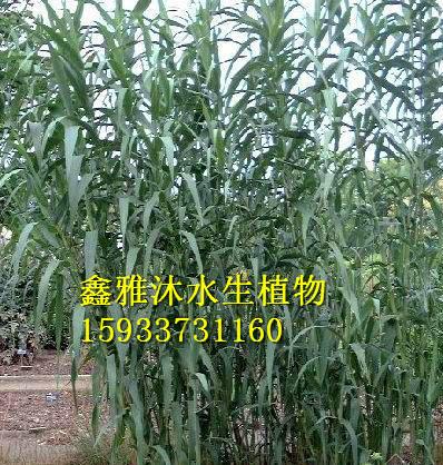 长沙芦竹种植园图片