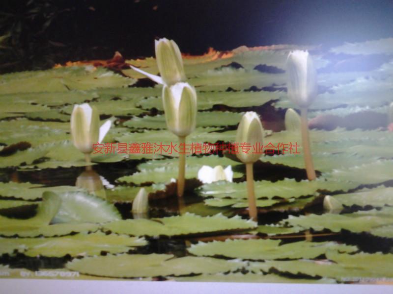 供應(yīng)包頭睡蓮種植，荷花種植，蘆葦種苗，鳶尾種苗，浮島種植，水蔥供應(yīng)