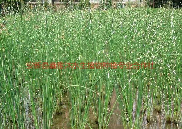 供应林海水葱种植，水葱苗基地，水葱苗批发商，水葱种植销售供应公司