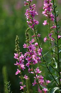 供應(yīng)安陽種植千屈菜，千屈菜種苗價(jià)格，千屈菜銷售商，如何種植千屈菜