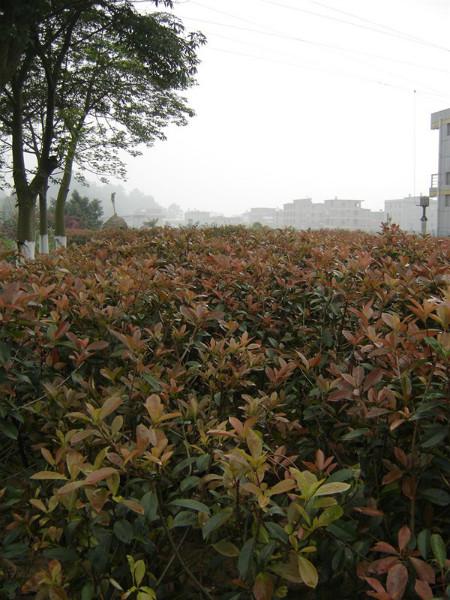 100公分150公分180公分紅葉石楠球圖片