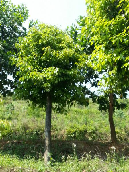 東山大冠袋裝香樟苗8分10分12分圖片