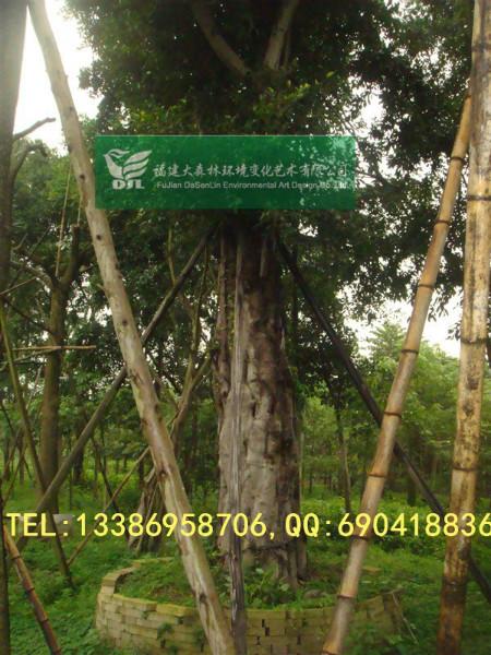 供應2015年玉溪*小葉榕報價30分40分50分榕樹