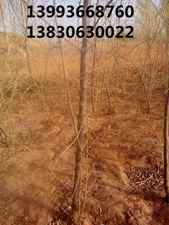 沙棗樹(shù)苗種植圖片