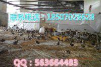 供應(yīng)湖南*苗廠家直銷