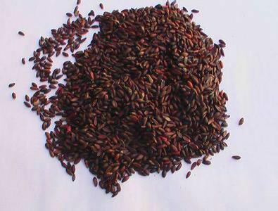 石家莊廠家經銷黑麥草種芽率高成坪快*惠/黑麥草種廠家批發(fā)