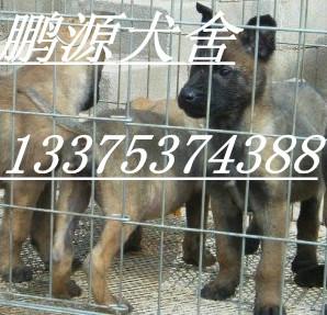 济宁市马犬幼崽价格哪里有卖马犬幼崽的厂家