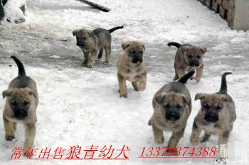 供應(yīng)*青犬多少錢一條*青吃什么