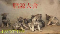 哈尔滨狼青犬养殖场卖3个月的幼崽图片