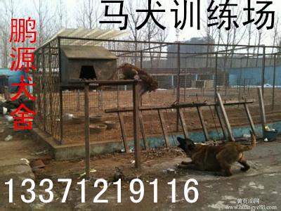 供應(yīng)馬犬需要訓(xùn)練什么科目？