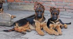 供應(yīng)牧羊犬價格牧羊犬養(yǎng)殖視頻牧羊犬特