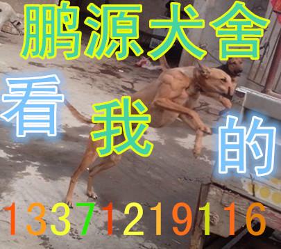 供應(yīng)細(xì)狗 細(xì)狗仔