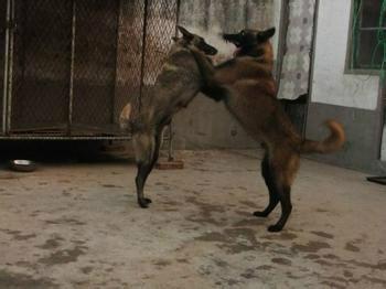 供應哪里有賣比特犬的有訓好的比特嗎