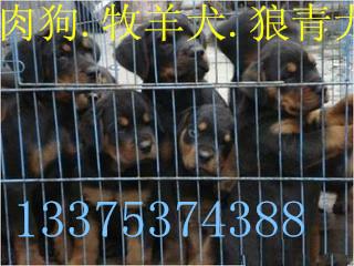 供應(yīng)哪里有*狗仔的