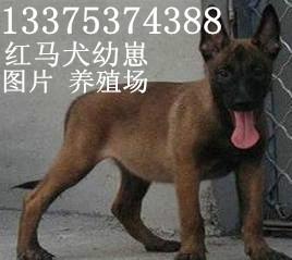 马犬图片马犬养殖场出售幼崽马犬图片