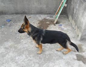 哪里有賣(mài)德國(guó)牧羊犬的3600元一條圖片