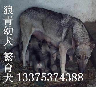 崇左哪里有卖狼青犬的纯种狼青犬供应崇左哪里有卖狼青犬的纯种狼青犬