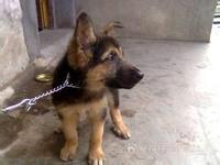 德國(guó)牧羊犬圖片/德國(guó)牧羊犬樣板圖 (4)