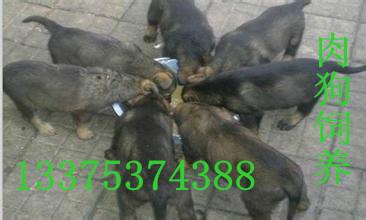 供應(yīng)哪里有*狗苗*青犬牧羊犬斗狗比特犬馬犬 山東細(xì)狗