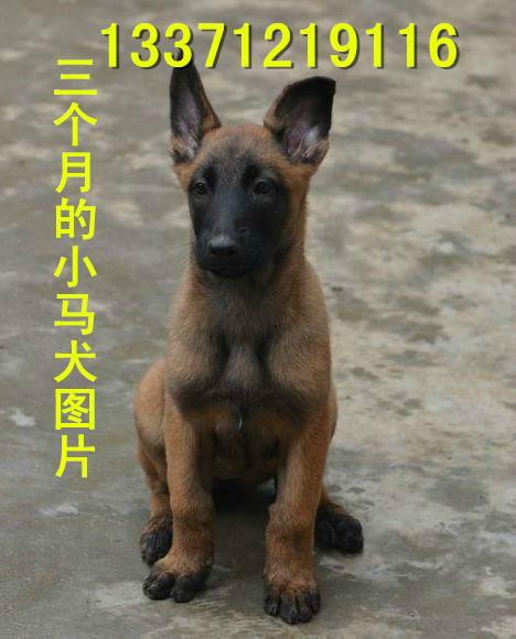 济宁市3个月的马犬幼犬需要训练吗厂家供应3个月的马犬幼犬需要训练吗