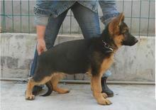 牧羊犬圖片/牧羊犬樣板圖 (2)