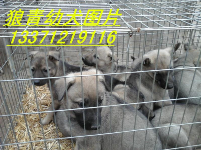 供應(yīng)細(xì)狗馬犬*青犬比特惠比特