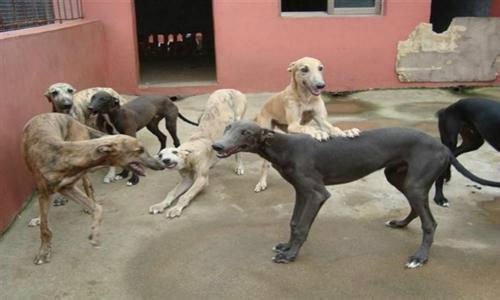 供應(yīng)靈緹犬哪里有賣的靈緹犬多少錢一個