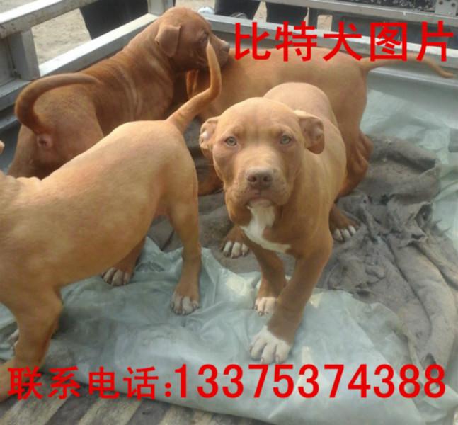 牧羊犬圖片/牧羊犬樣板圖 (3)