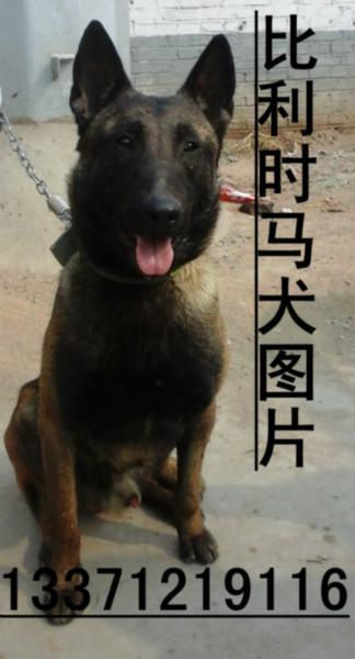 供应3个月的马犬幼犬需要训练吗