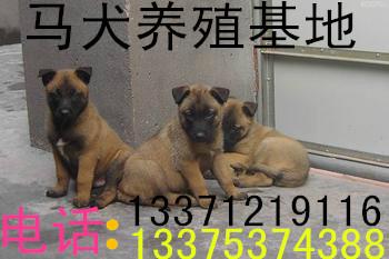 济宁市马犬灵缇犬肉狗苗厂家供应马犬灵缇犬肉狗苗