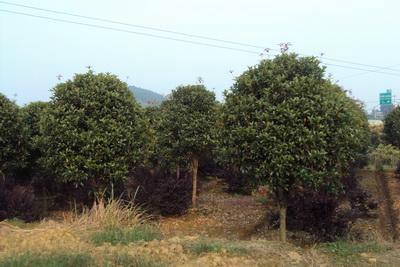 供应用于福建福州茶花批发图片