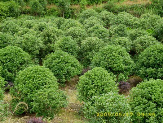 供应广东阳江茶花