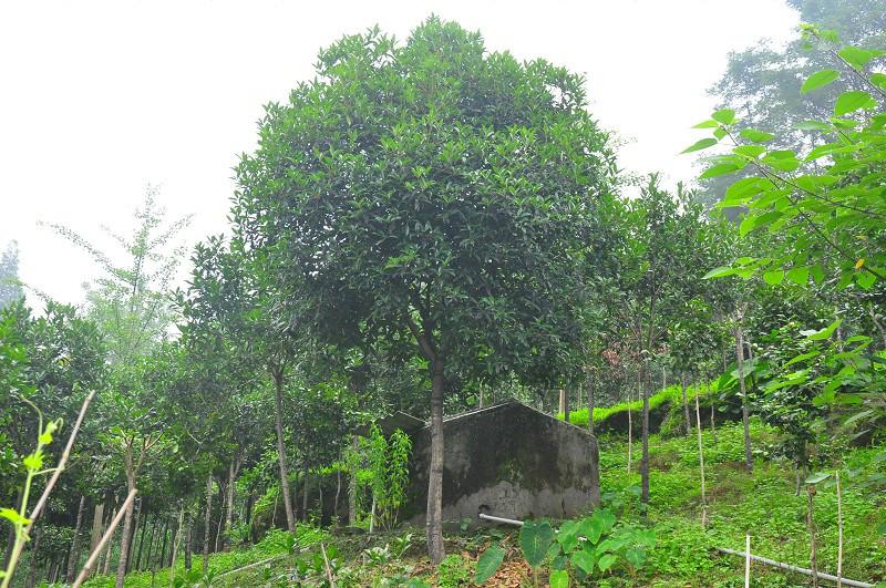 供應高桿丹桂供應，高桿丹桂價格，高桿丹桂介紹，高桿丹桂基地