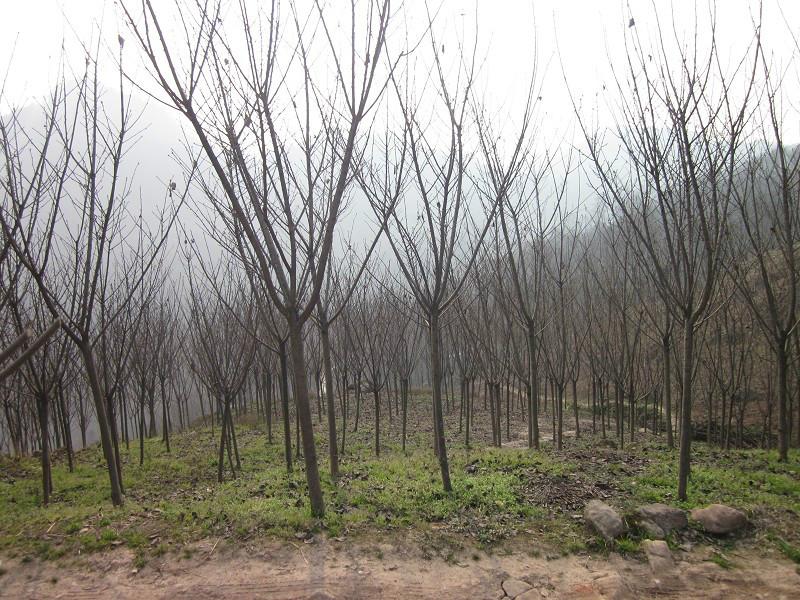 供应高杆樱花，高杆樱花基地，高杆樱花批发，高杆樱花价格，高杆樱花介绍