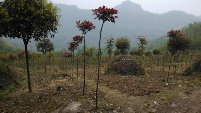 供應(yīng)高桿紅葉石楠，高桿紅葉石楠批發(fā)，高桿紅葉石楠介紹，高桿紅葉石楠價