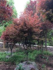 供應(yīng)四川日本紅楓