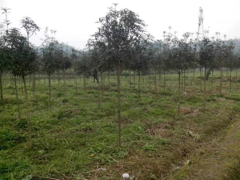 供應(yīng)四川高桿金桂，四川高桿金桂批發(fā)，四川高桿金桂介紹，高桿金桂價格