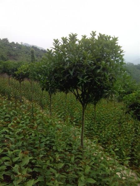 供應(yīng)高桿丹桂，高桿丹桂批發(fā)，高桿丹桂價格，高桿丹桂介紹