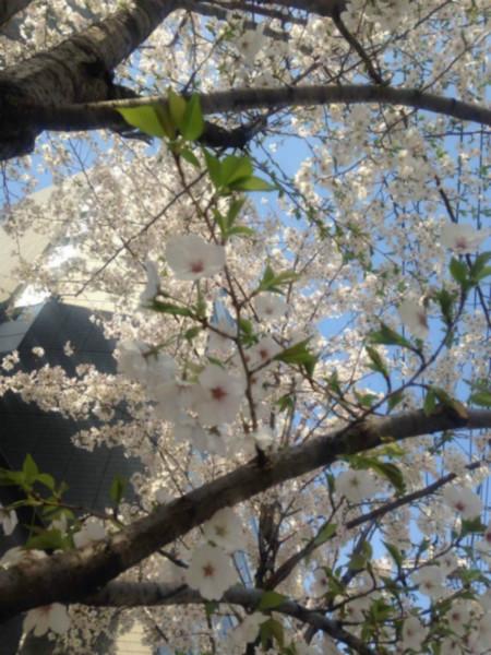 供應(yīng)四川高分枝櫻花，四川高分枝丹桂批發(fā)，四川高分枝桂花批發(fā)